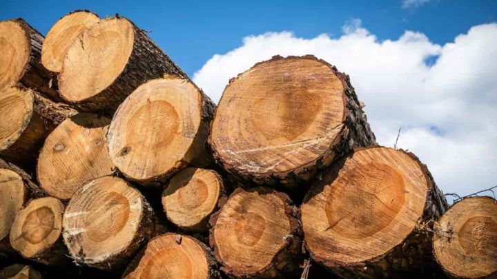 Sustainably harvested oak wood showing natural grain patterns